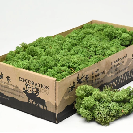 Collection image for: Licheni stabilizati