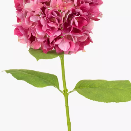 Collection image for: Flori