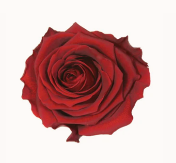 Collection image for: Flori criogenate