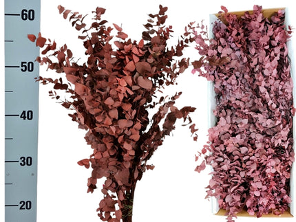 Eucalipt Criogenat Cinerea - Burgundy