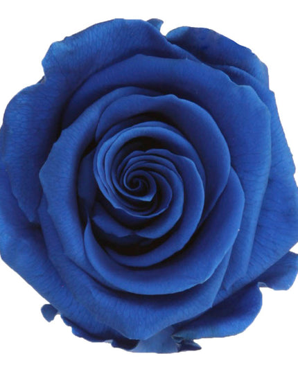 Trandafir criogenat Ø7cm albastru inchis