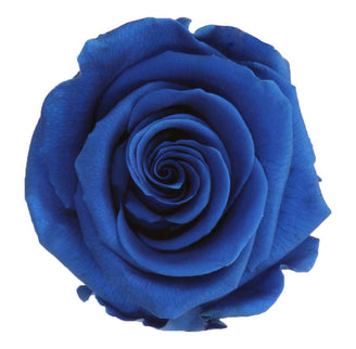 Trandafir criogenat Ø7cm albastru inchis