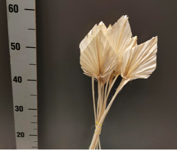 FRUNZE USCATE DE PALMIER crem S/10