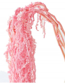 Amaranthus criogenat roz