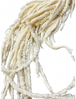 Amaranthus criogenat albit