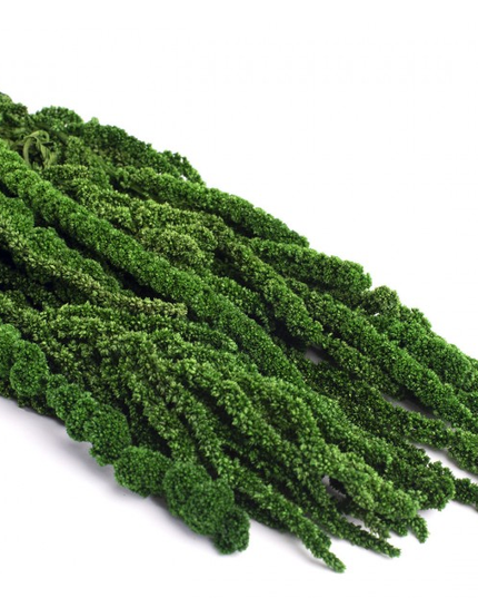 Amaranthus criogenat