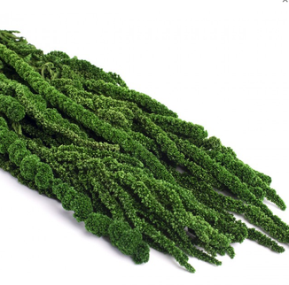 Amaranthus criogenat