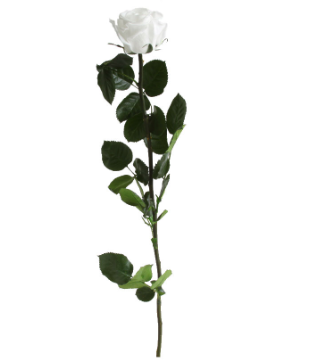 Trandafir criogenat tija 45cm Ø5cm vrac alb