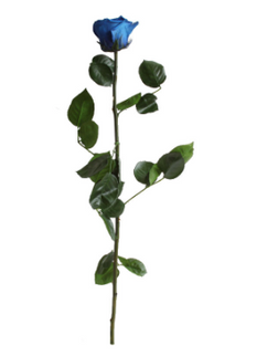 Trandafir criogenat tija 45cm Ø5cm vrac albastru inchis