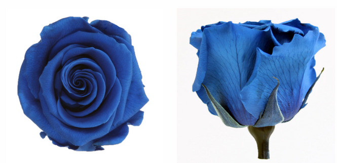 Trandafir criogenat tija 45cm Ø5cm vrac albastru inchis