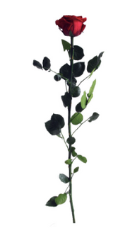 Trandafir criogenat tija 45cm Ø5cm vrac burgundy