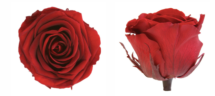 Trandafir criogenat tija 45cm Ø5cm vrac burgundy