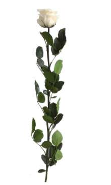 Trandafir criogenat tija 45cm Ø5cm vrac champagne