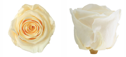 Trandafir criogenat tija 45cm Ø5cm vrac champagne