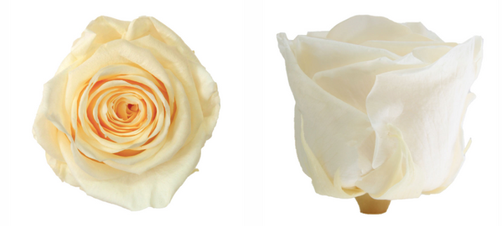 Trandafir criogenat tija 45cm Ø5cm vrac champagne