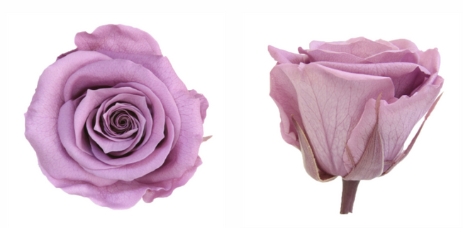 Trandafir criogenat tija 45cm Ø5cm vrac lila