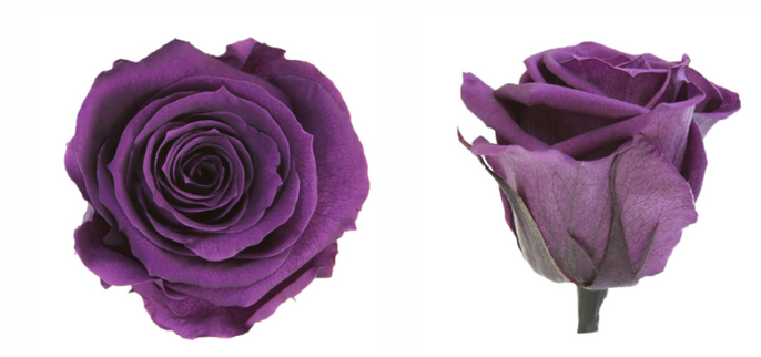 Trandafir criogenat tija 45cm Ø5cm vrac mov inchis