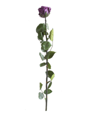 Trandafir criogenat tija 45cm Ø5cm vrac mov inchis