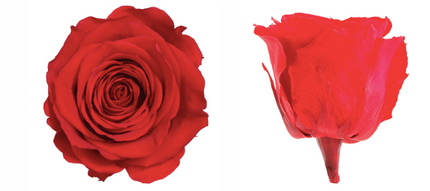 Trandafir criogenat tija 45cm Ø5cm vrac rosu