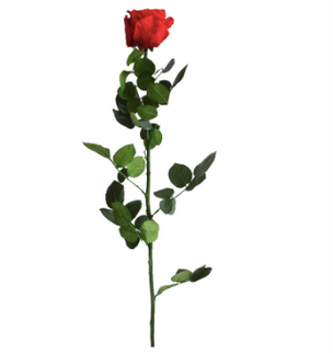 Trandafir criogenat tija 45cm Ø5cm vrac rosu