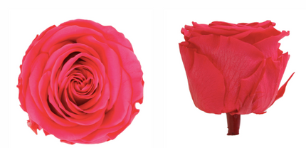 Trandafir criogenat tija 45cm Ø5cm vrac roz inchis