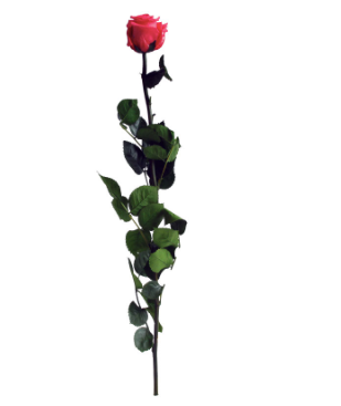 Trandafir criogenat tija 45cm Ø5cm vrac roz inchis