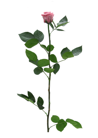 Trandafir criogenat tija 45cm Ø5cm vrac roz pal