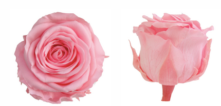 Trandafir criogenat tija 45cm Ø5cm vrac roz pal