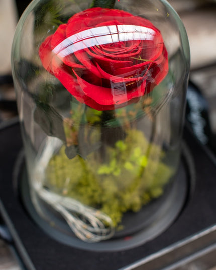 Aranjament trandafir criogenat 2 led+giftbox