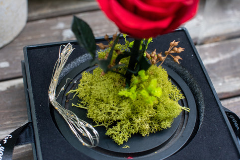 Aranjament trandafir criogenat 2 led+giftbox