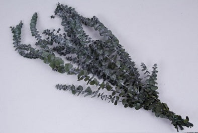 Eucalipt criogenat Baby Blue