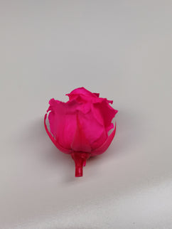 Trandafir criogenat Ø5.5-6cm roz intens