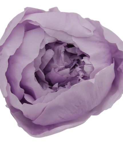 Bujori criogenati S/3 lila Ø4-6cm