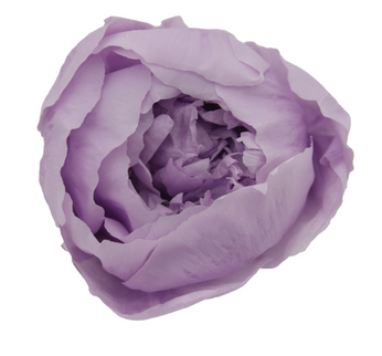 Bujori criogenati S/3 lila Ø4-6cm