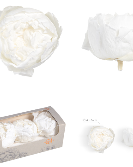 Bujori criogenati S/3 alb Ø4-6cm