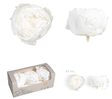 Bujori criogenati S/3 alb Ø4-6cm