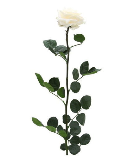 TRANDAFIR CRIOGENAT TIJA 55CM Ø6.5-8.5CM CHAMPAGNE