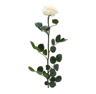 TRANDAFIR CRIOGENAT TIJA 55CM Ø6.5-8.5CM CHAMPAGNE