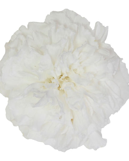 Garoafe criogenate Ø5cm S/6 alb