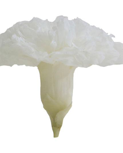 Garoafe criogenate Ø5cm S/6 alb