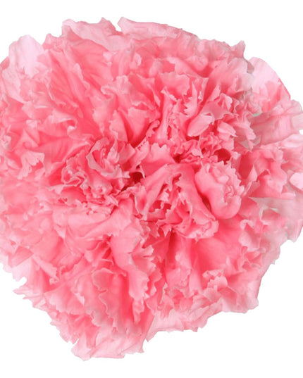 Garoafe criogenate Ø5cm S/6 roz