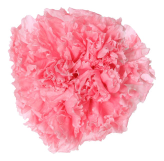 Garoafe criogenate Ø5cm S/6 roz