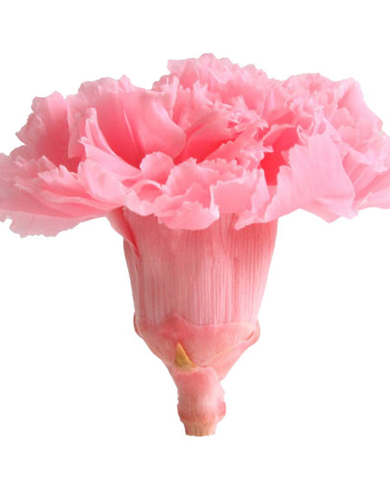 Garoafe criogenate Ø5cm S/6 roz