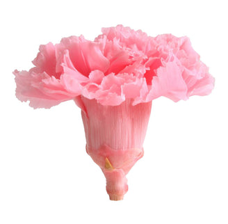 Garoafe criogenate Ø5cm S/6 roz