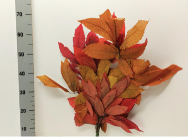 FRUNZE CASTAN CRIOGENATE S/5