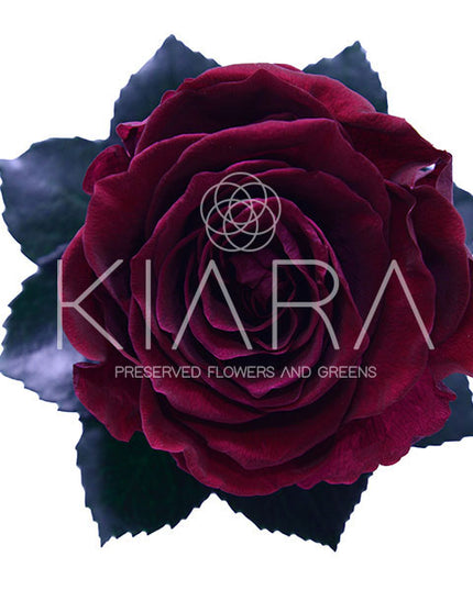 Trandafir criogenat Ø5.5-6cm red cherry