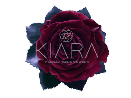 Trandafir criogenat Ø5.5-6cm red cherry