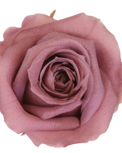 Trandafir criogenat Ø5.5-6cm cherry blossom