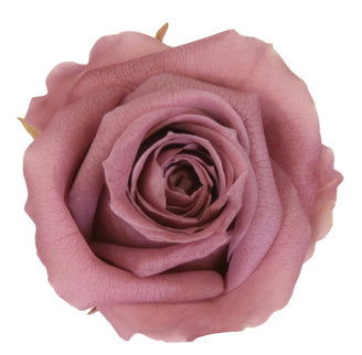 Trandafir criogenat Ø5.5-6cm cherry blossom