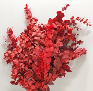 Eucalipt Criogenat Cinerea - Rosu